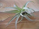 TILLANDSIA : CAPITATA GREY